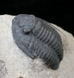Nice Cornuproetus Trilobite #16127-1